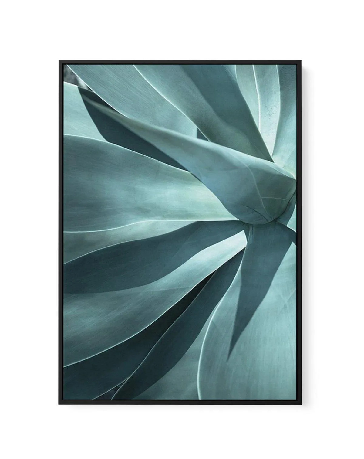 Agave I | Framed Canvas Art Print