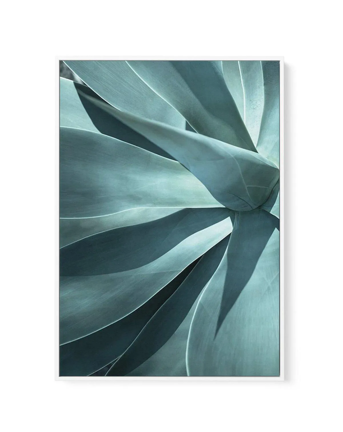 Agave I | Framed Canvas Art Print