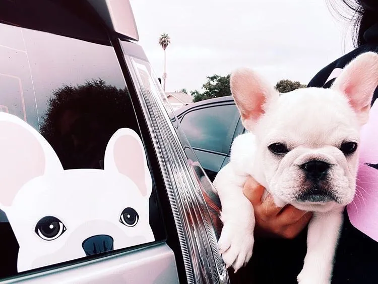 Frenchie Sticker | Frenchiestore | White French Bulldog Car Decal