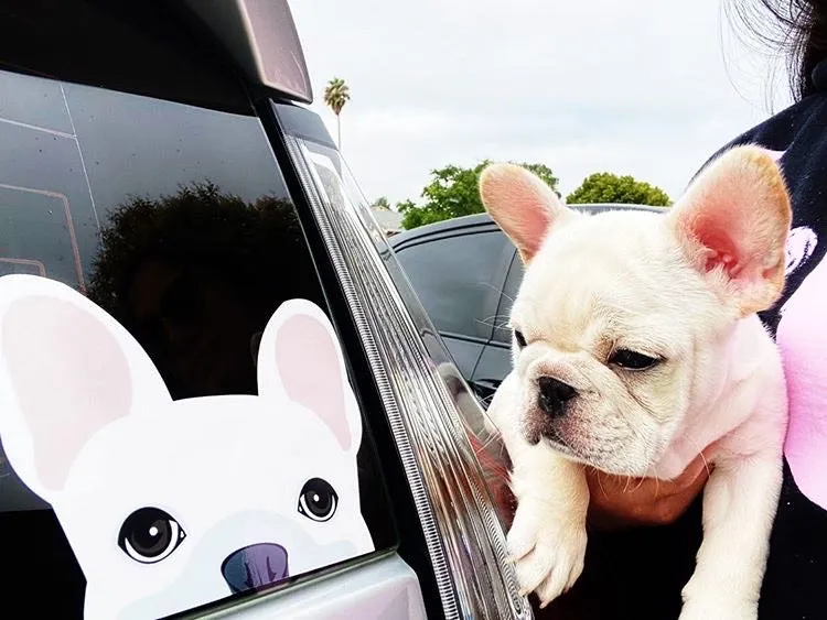 Frenchie Sticker | Frenchiestore | White French Bulldog Car Decal